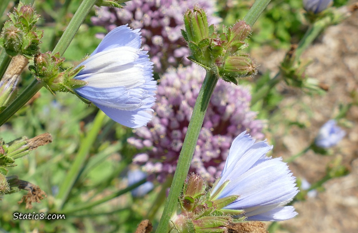 Chicory blooms and a garlic bloom