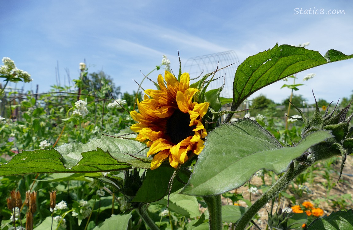 Opening sunflower bloom under blue sky