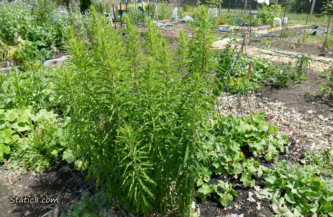 patch of Goldenrod growing in a garden