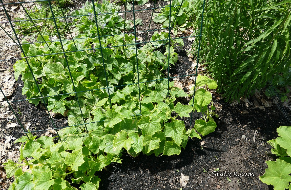 Cucumber plants growing in the dirt under a wire trellis
