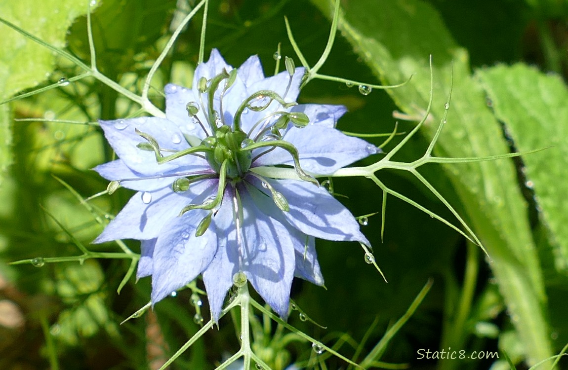 close up of a Love in a Mist bloom