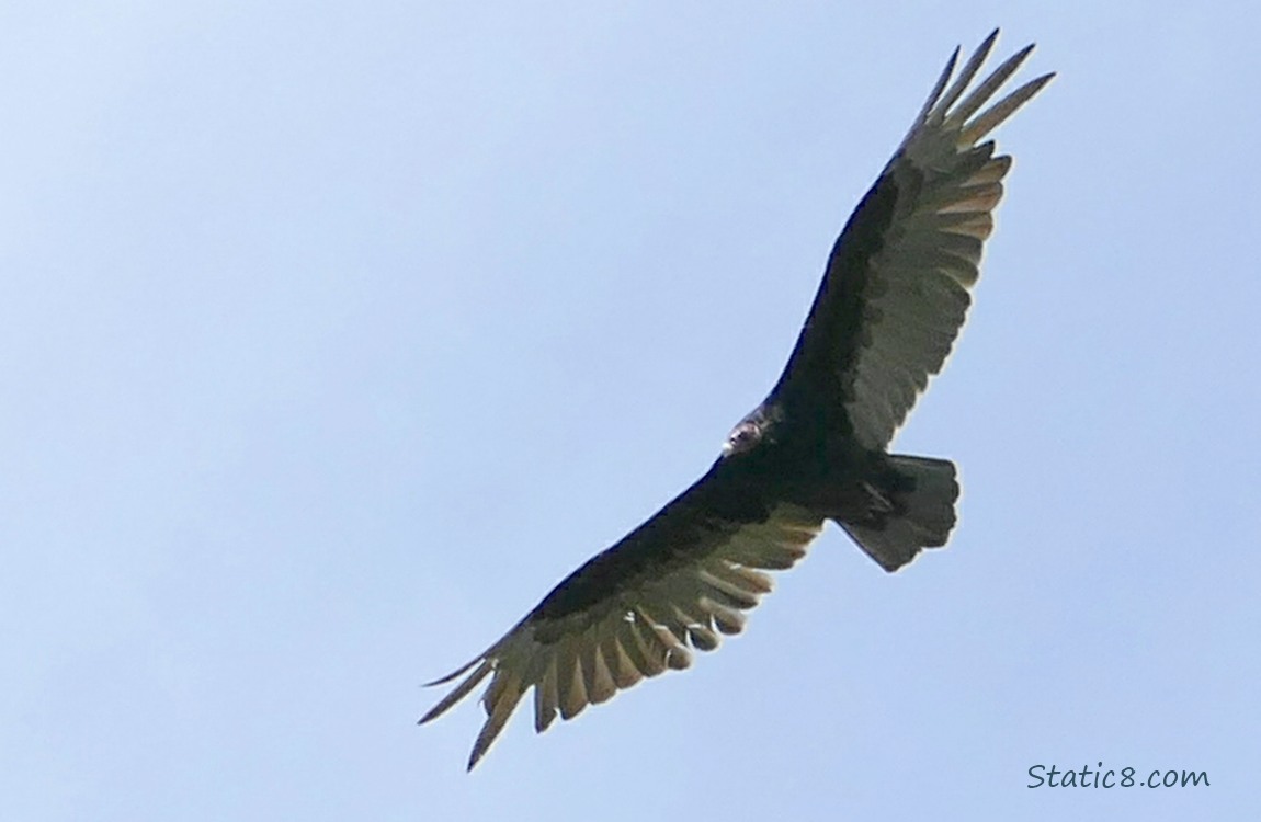 Vulture flying in a blue sky