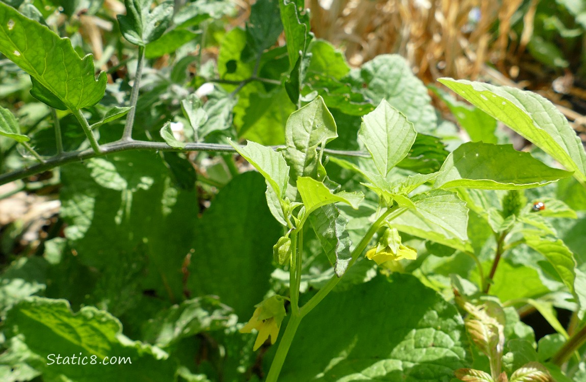 Garden plants