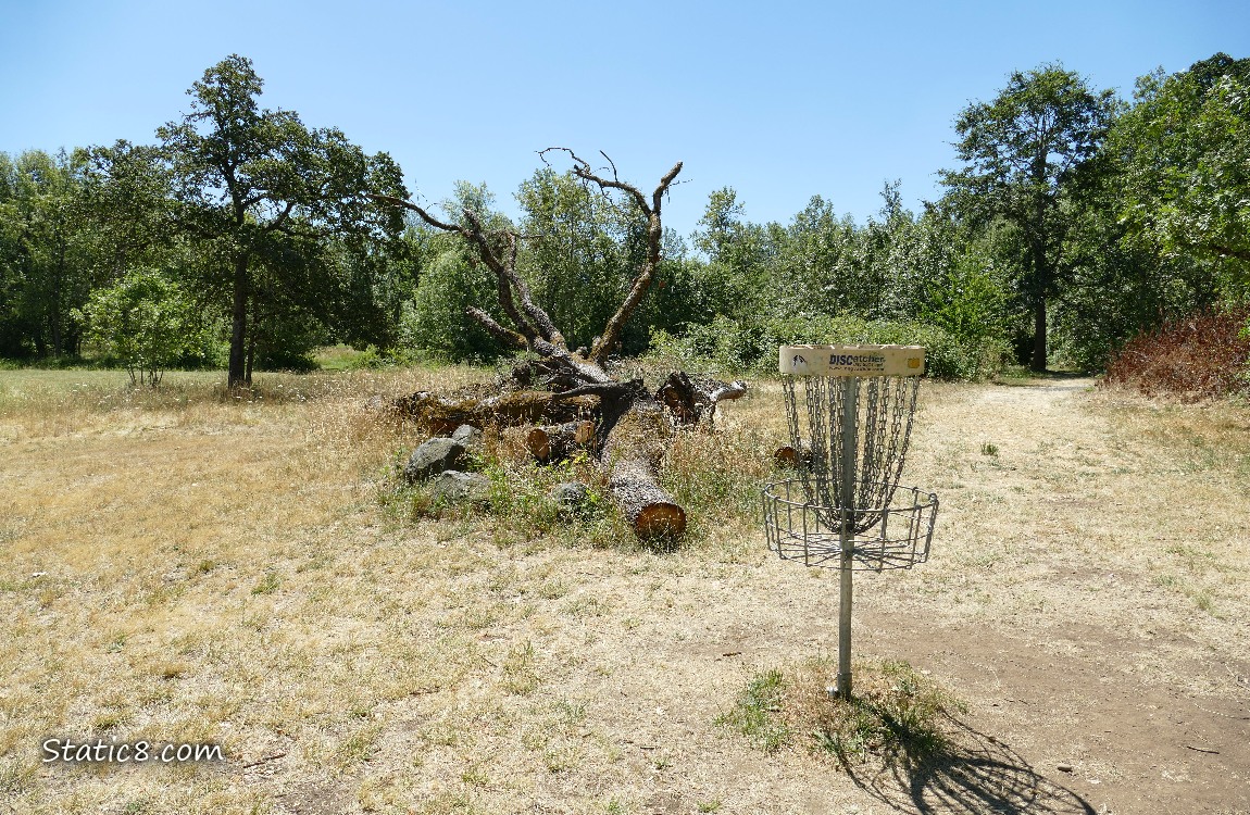 Fallen tree past a Frisbee Golf goal