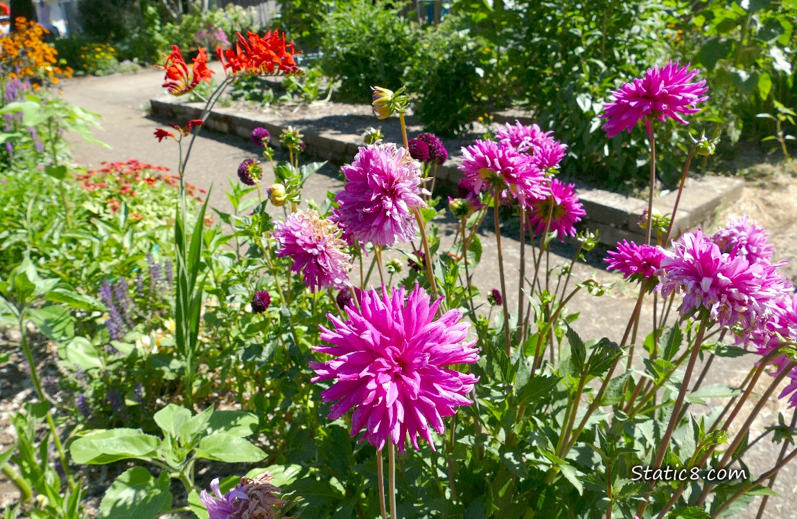 Pink and red flowers growing near the sidewalk