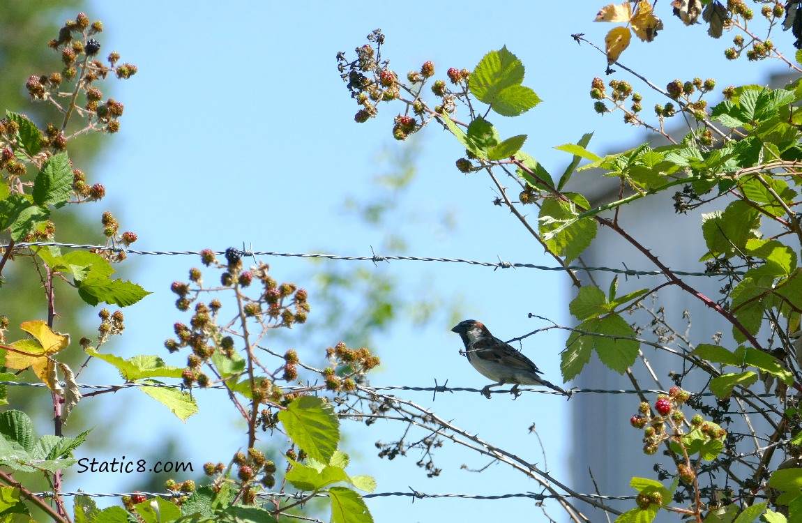 House Sparrow perched on a barbed wire fence, surrounded by blackberries ripening on the vine