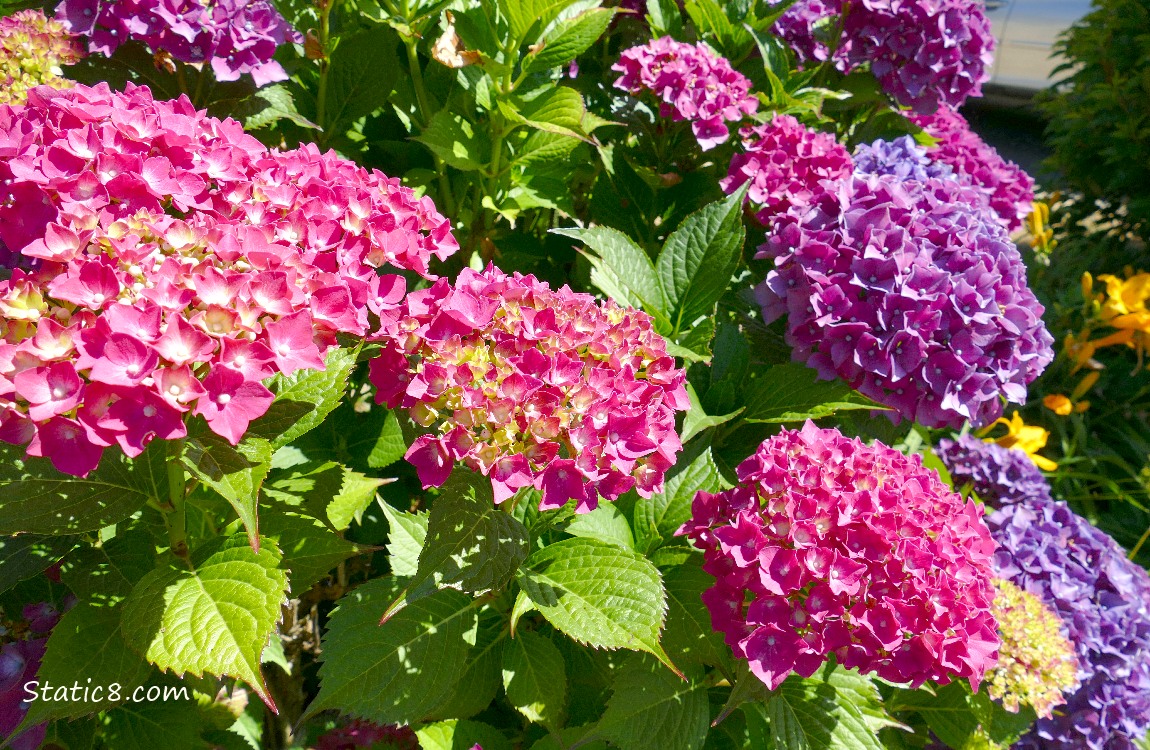 Pink and purple Hydrangia blooms on the bush