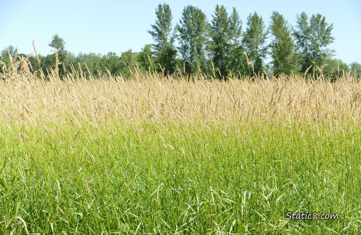 Grasses