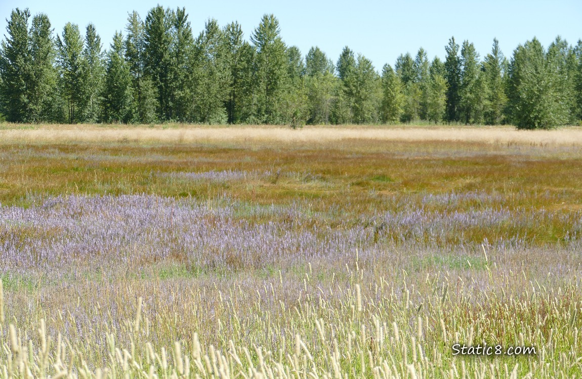 Purple grasses