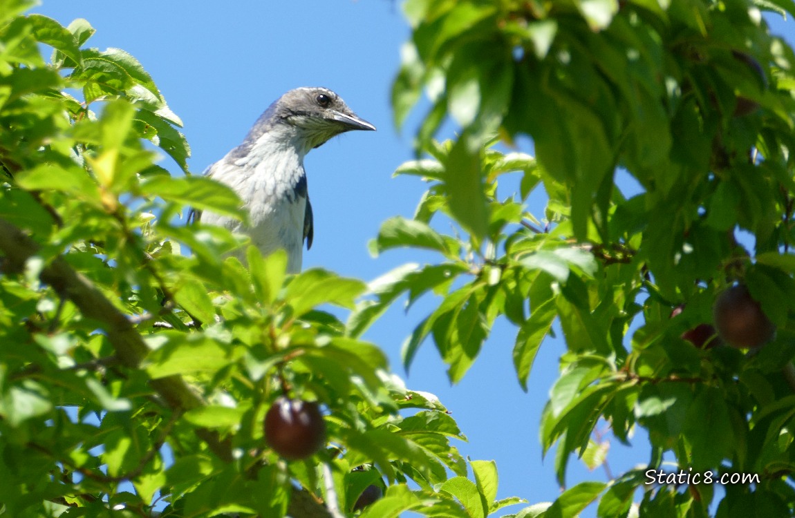 Scrub Jay standing in a plum tree