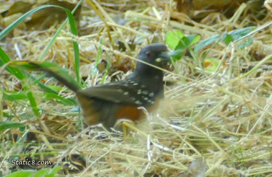  blurry Towhee walking in the grass