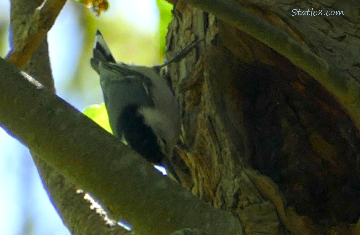 Nuthatch hanging upside down on a tree trunk