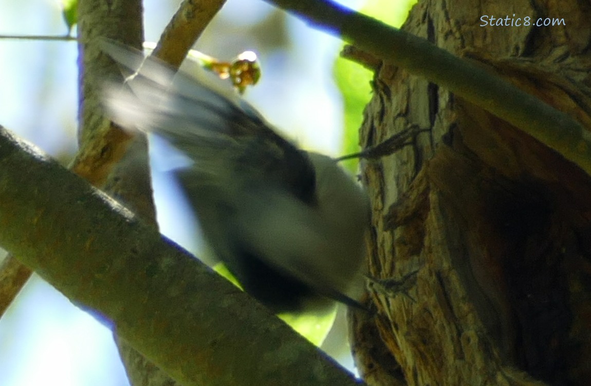 Motion blur Nuthatch on a tree trunk