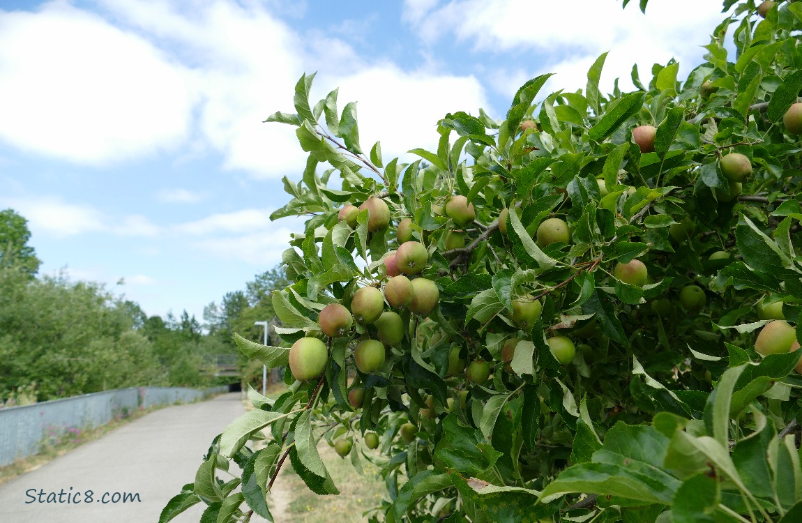Apple tree with fruits next to a paved path