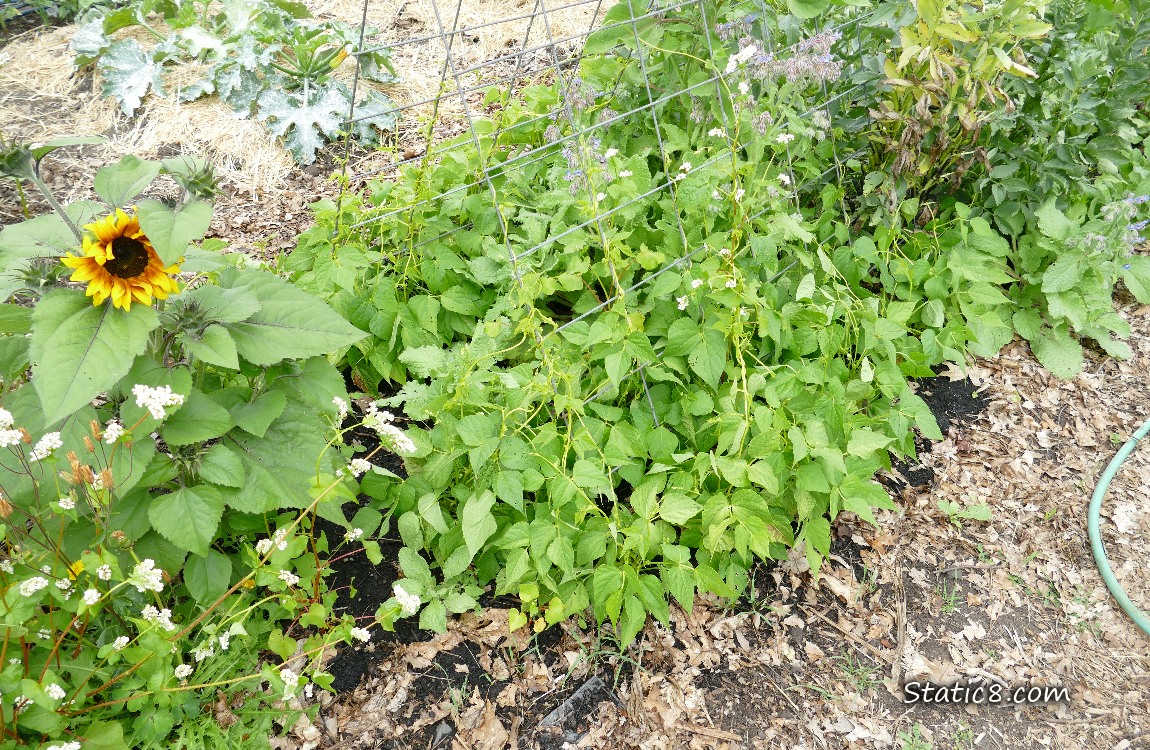 Garden plot