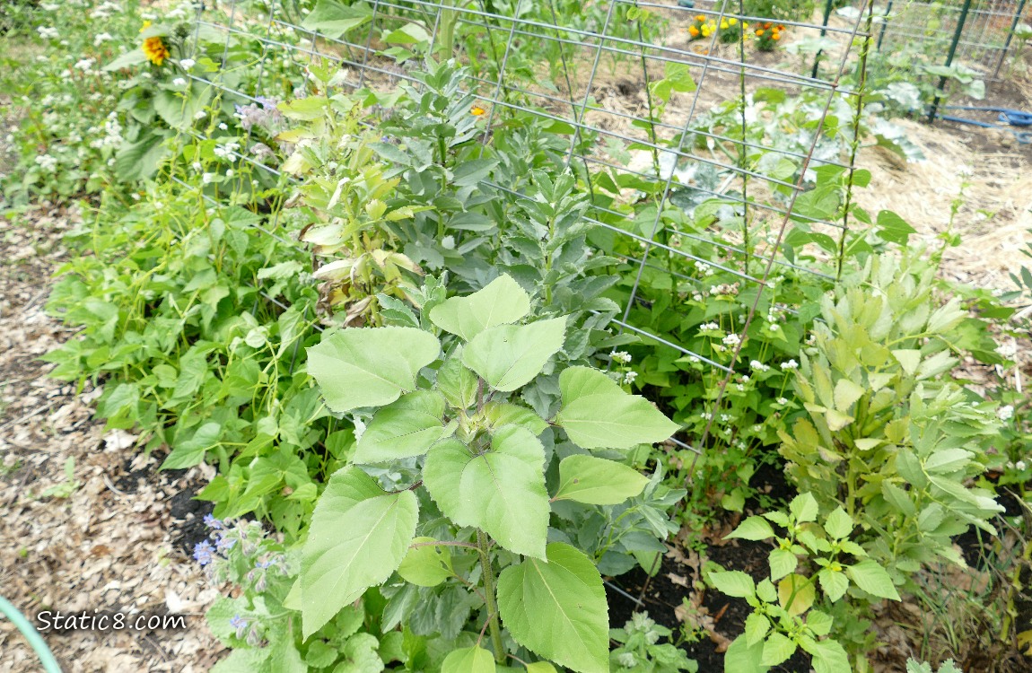 garden plot