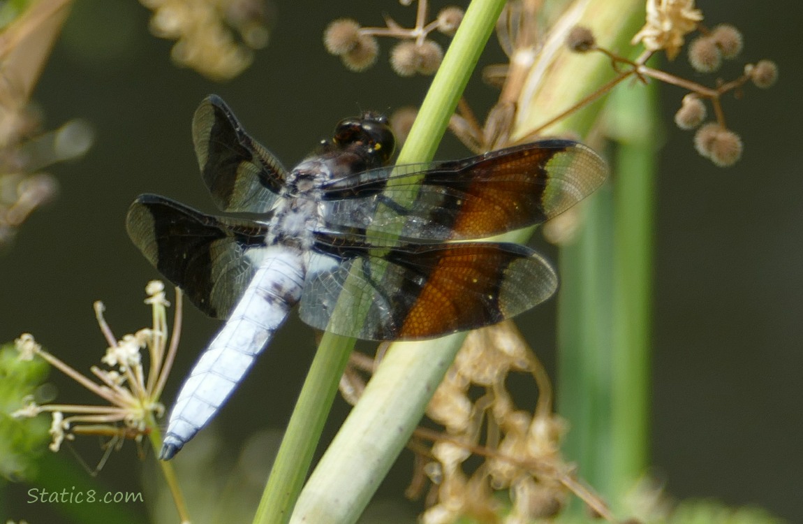 Close up of a Common Whitetail Dragonfly standing on a blade of grass
