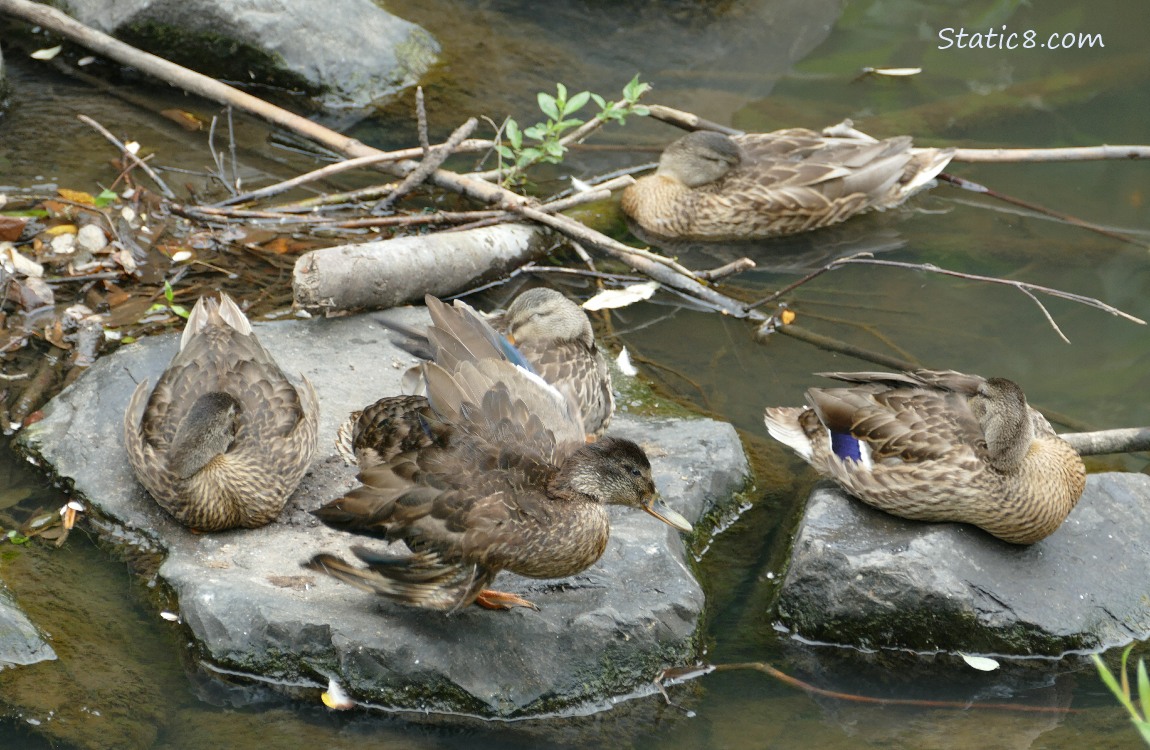 Mallards napping on rocks in the water