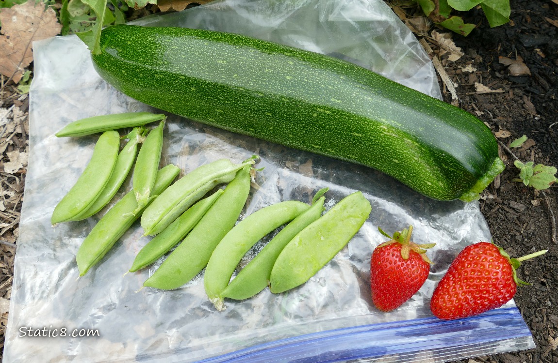 Harvested Zuchinni, snap peas and two strawberries