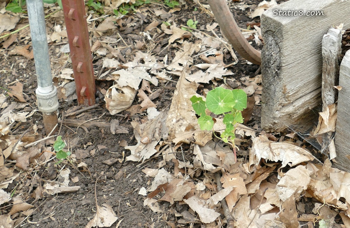 Nasturtium growing next to a raised bed