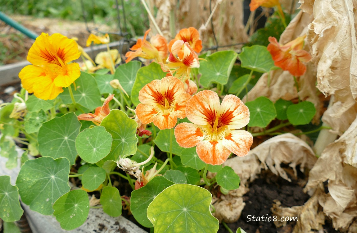 Nasturtium blooms 