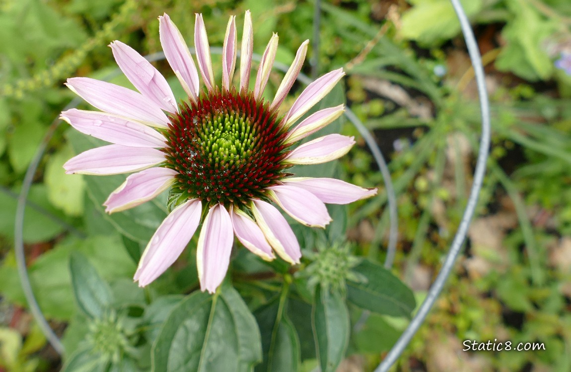 Pink Echinacea bloom
