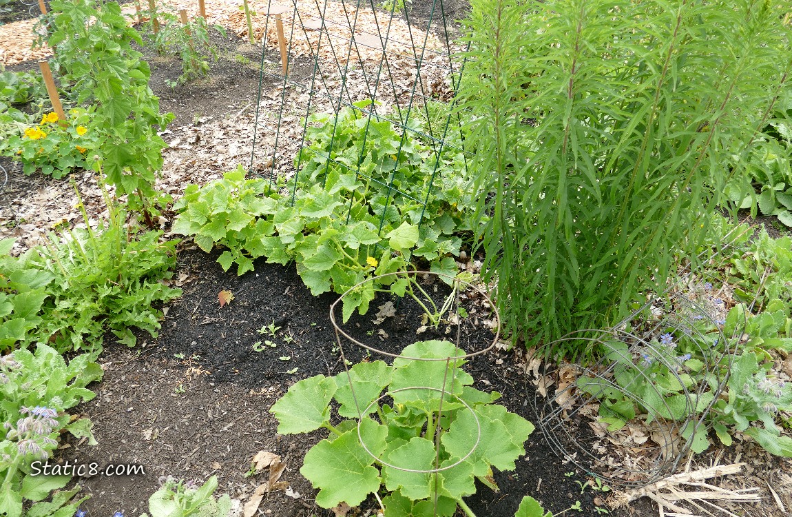 Garden plot