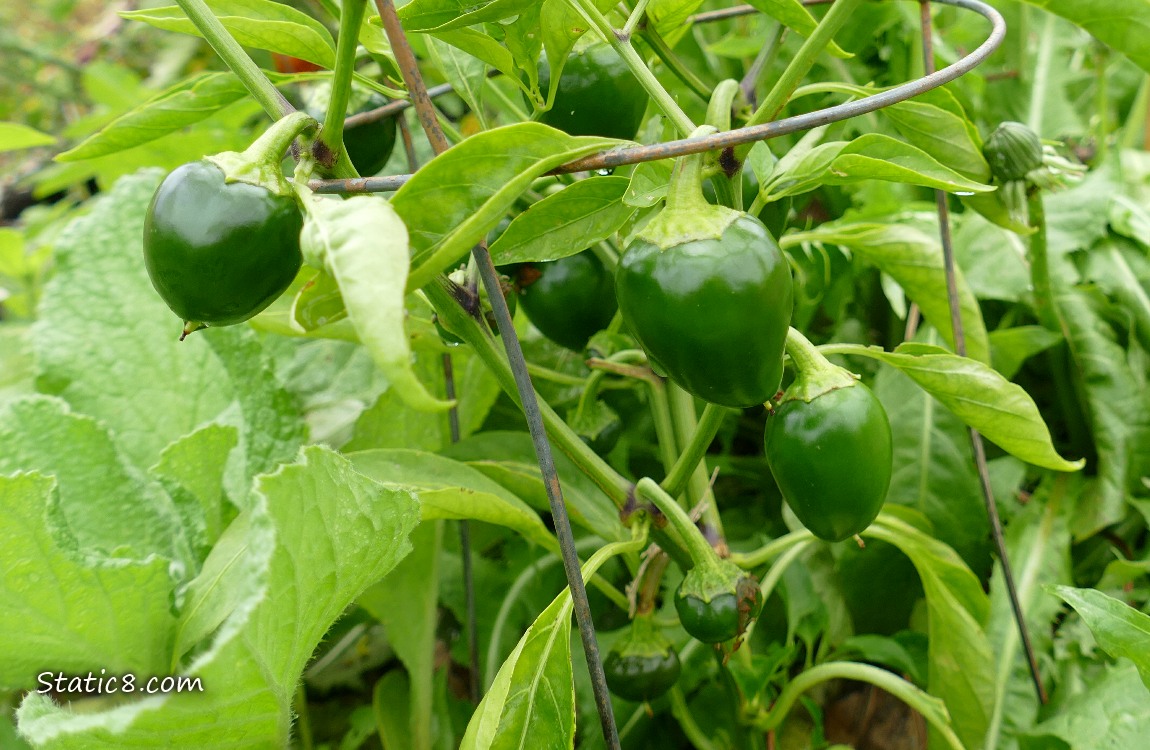 Peppers growing on the plant