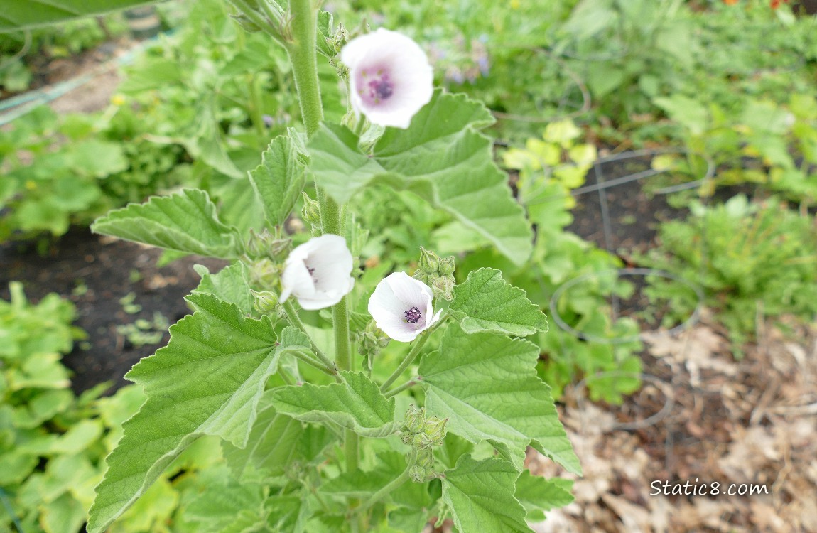 Tree Mallow blooms in a garden