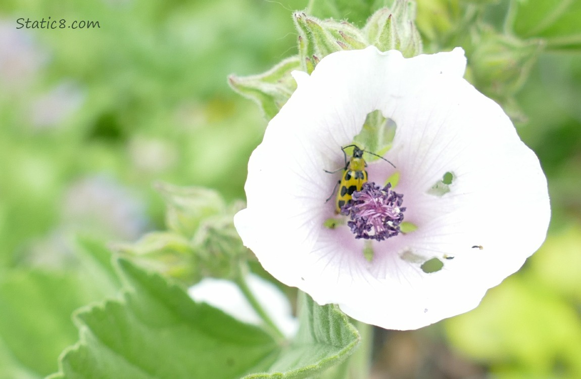 Spotted Cucumber Beetle in a Tree Mallow bloom