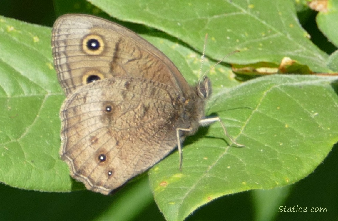 Brown butterfly standing on a leaf