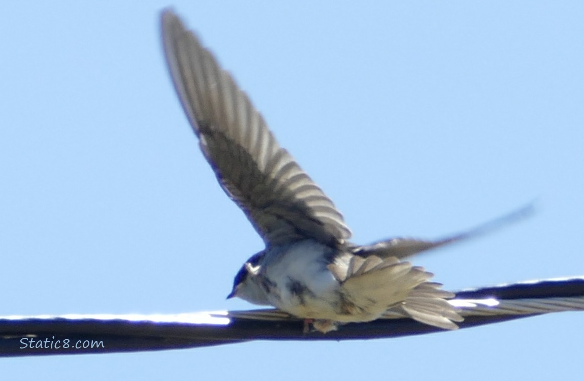 Swallow Fledgling trying to balance on a power line