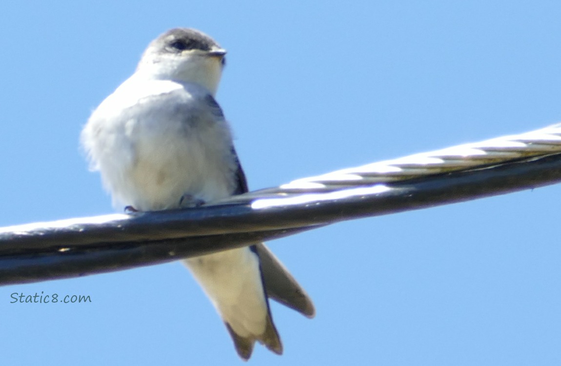 Swallow standing on a power line, blue sky behind