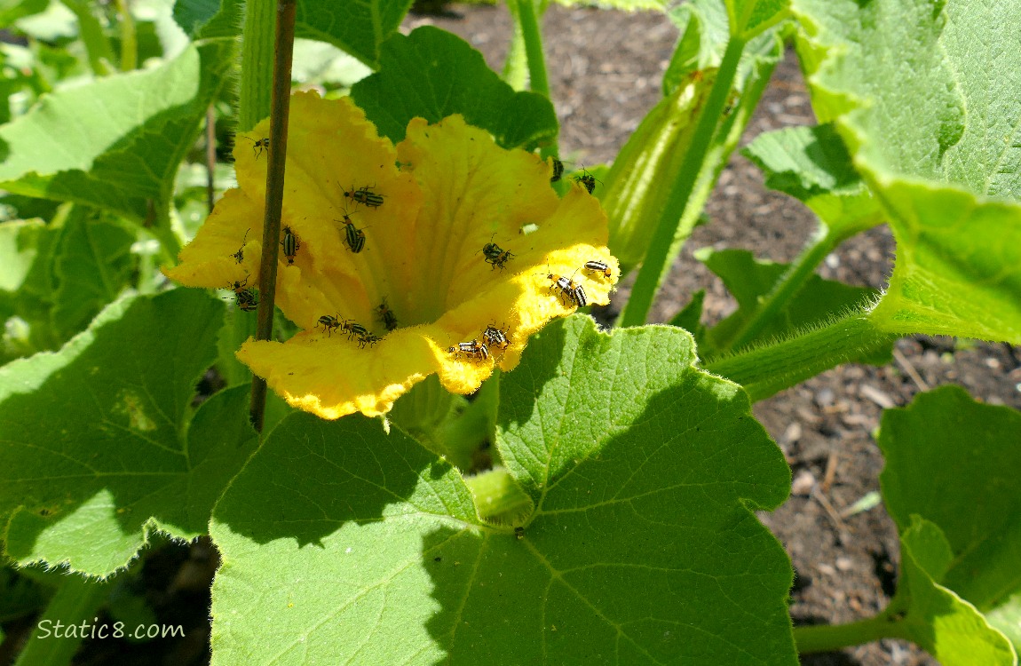 Squash flower with many beetles on it