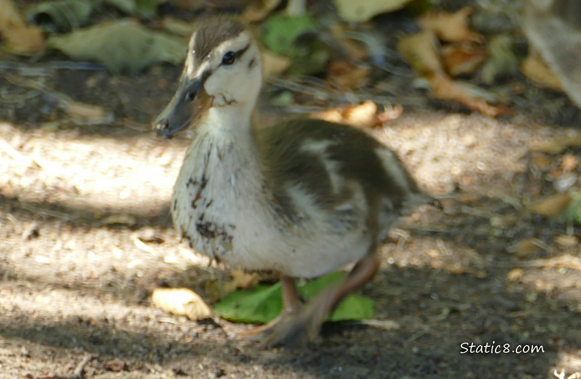 Duckling walking on the ground