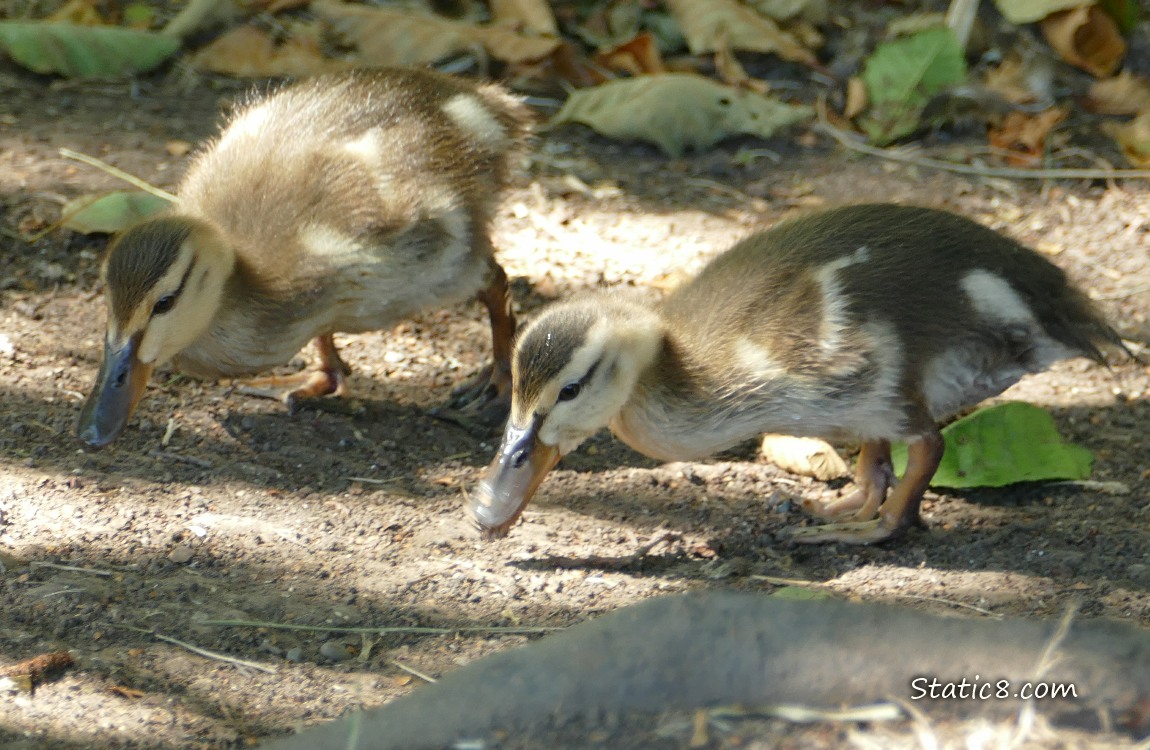 Two ducklings looking for food on the ground