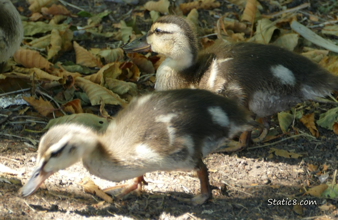 Two ducklings walking on the ground