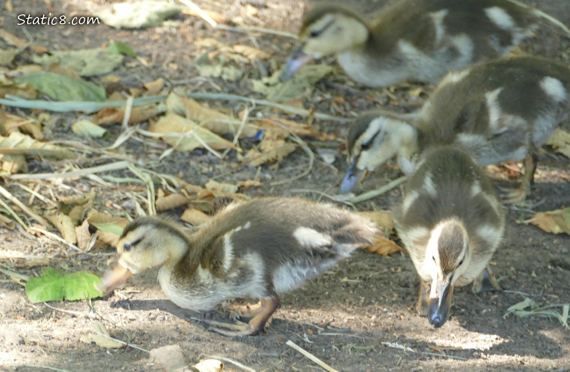 Four ducklings walking on the ground