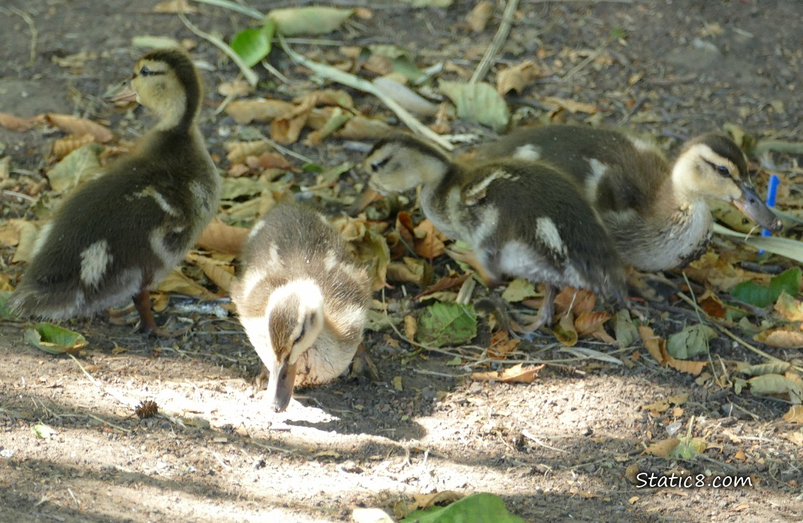 Four ducklings walking on the ground and looking for food
