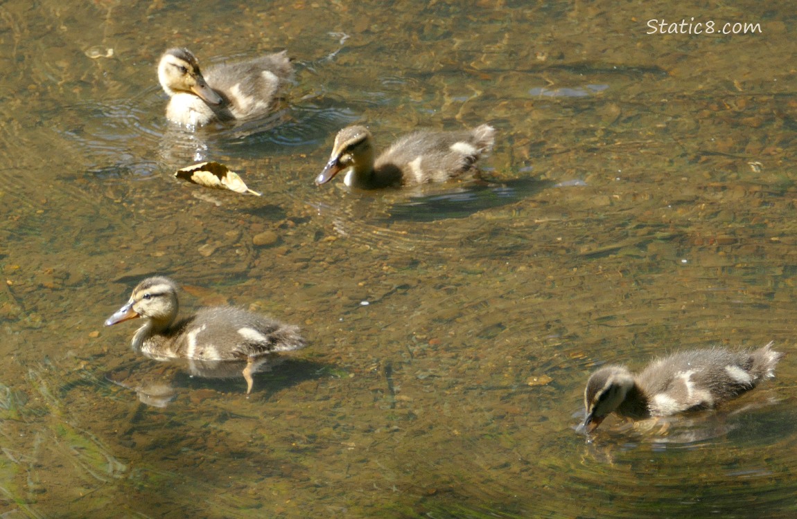 Four ducklings paddling in shallow water