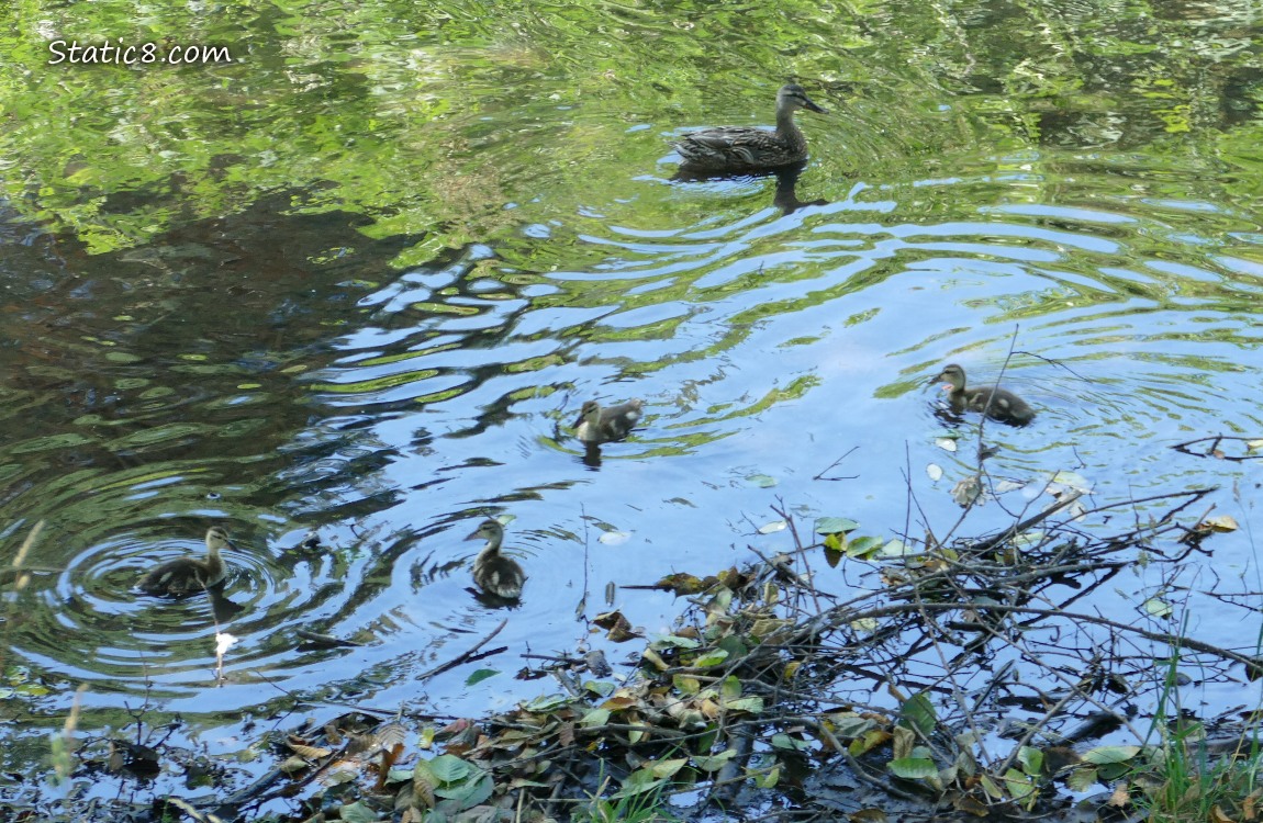Ducklings and Mama paddling on the water