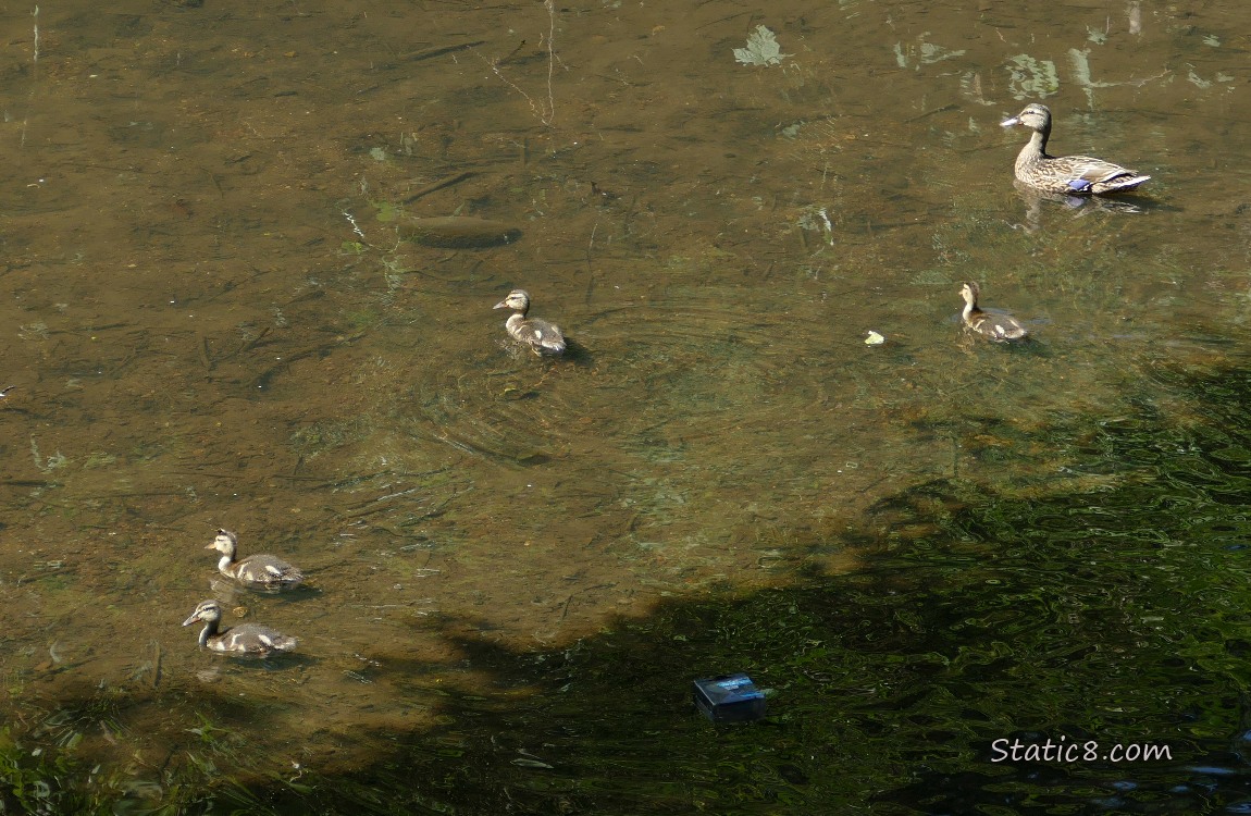 Four ducklings and Mama Mallard paddling on the water
