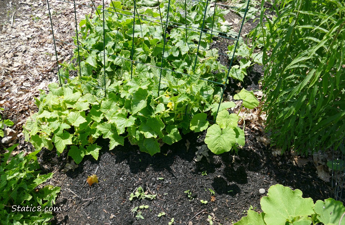 Cucumber plants growing under a wire trellis
