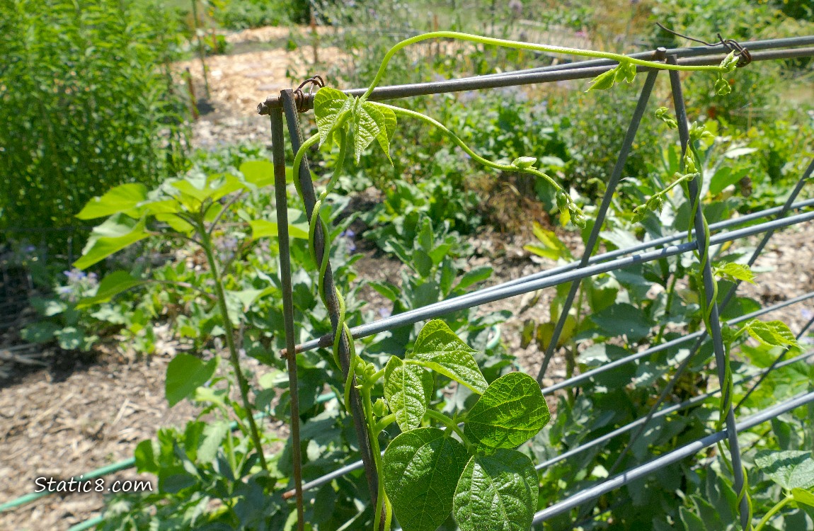 Bean plants twining around a wire trellis