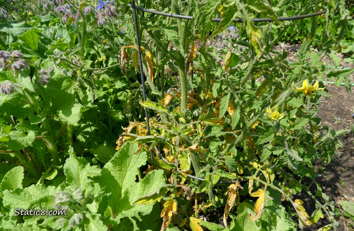 Tomato plant with yellow leaves