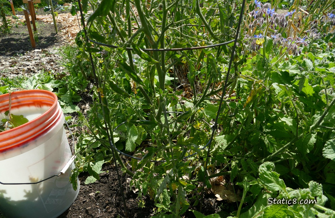 Tomato plant next to a bucket of cut leaves