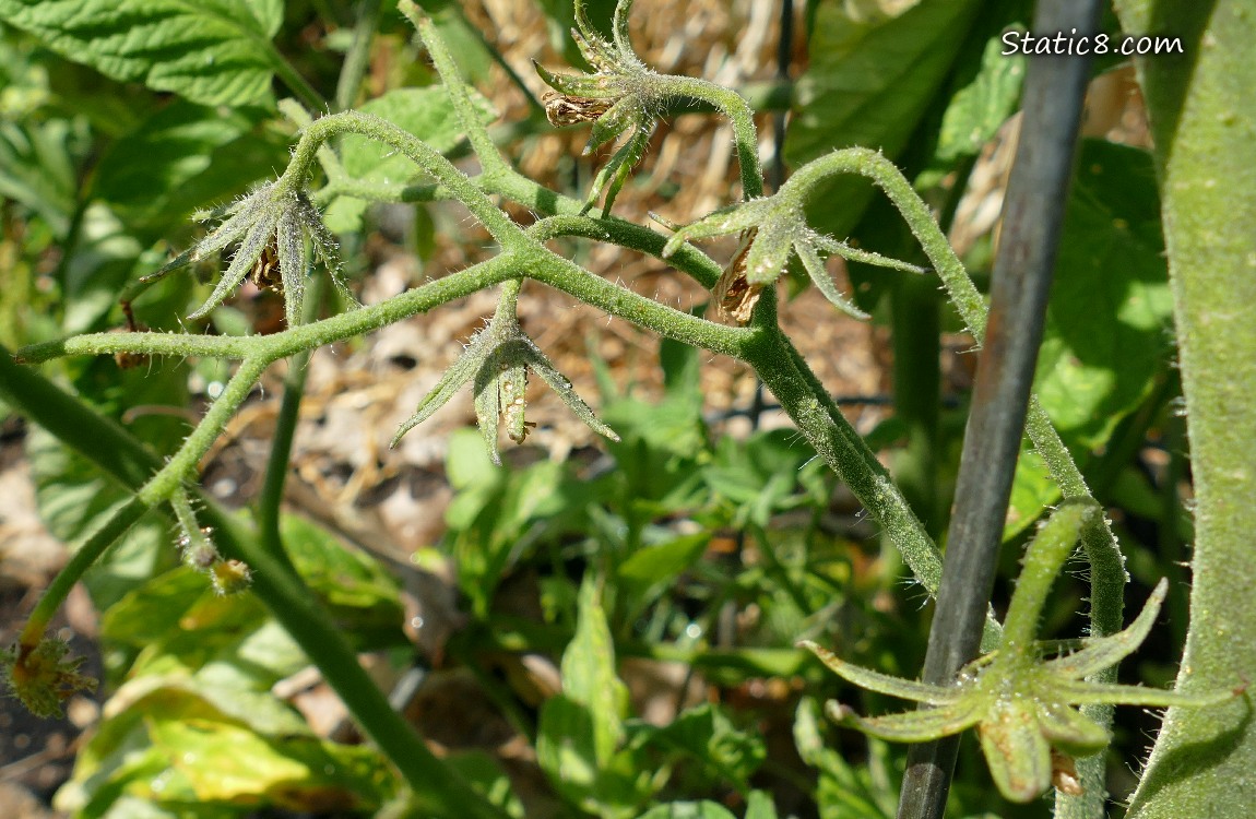 Dead flowers on a tomato plant