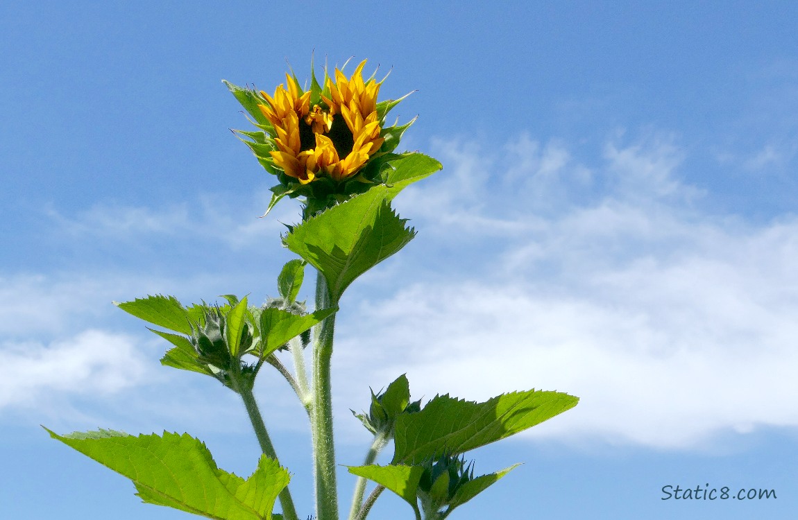 Sunflower bloom just about to open with blue sky behind