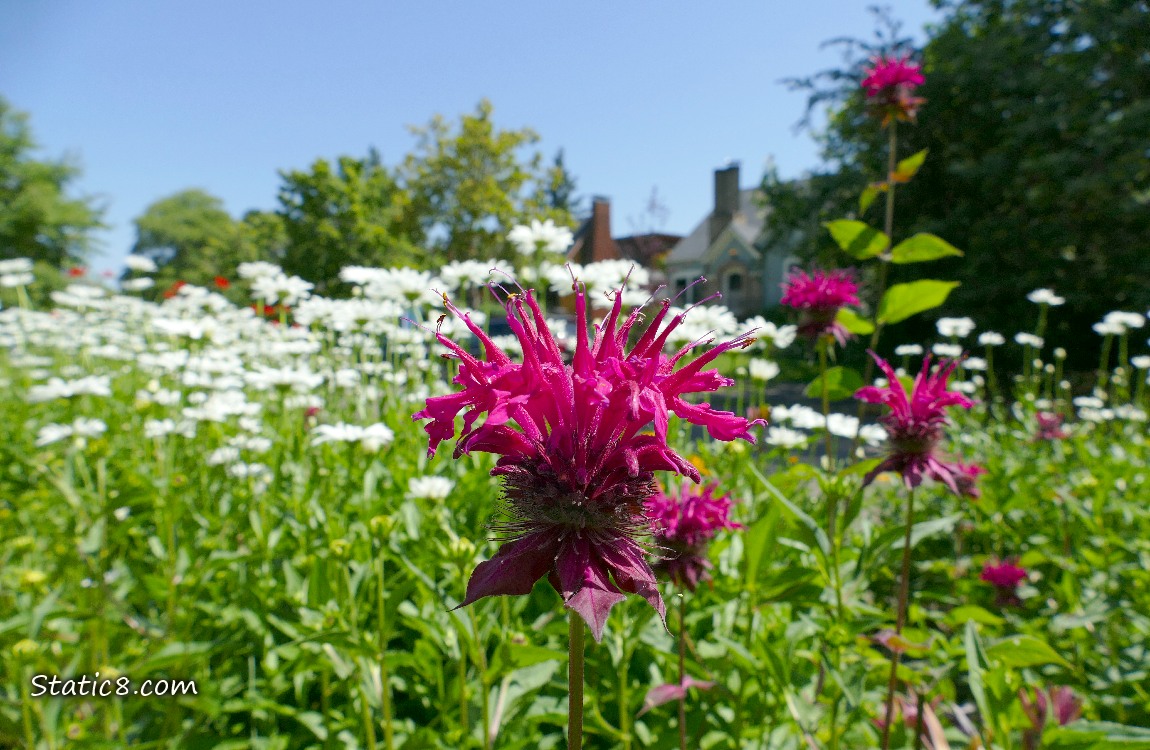 dark pink Bee Balm bloom in front of Daisy blooms under a blue sky