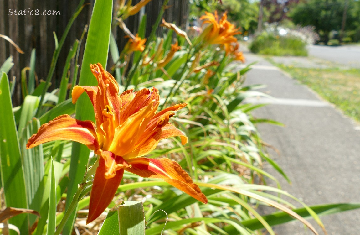 Orange Day Lily blooms next to a sidewalk